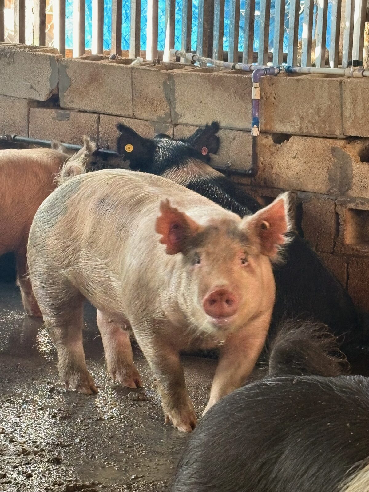 Close-up of livestock raised on the farm