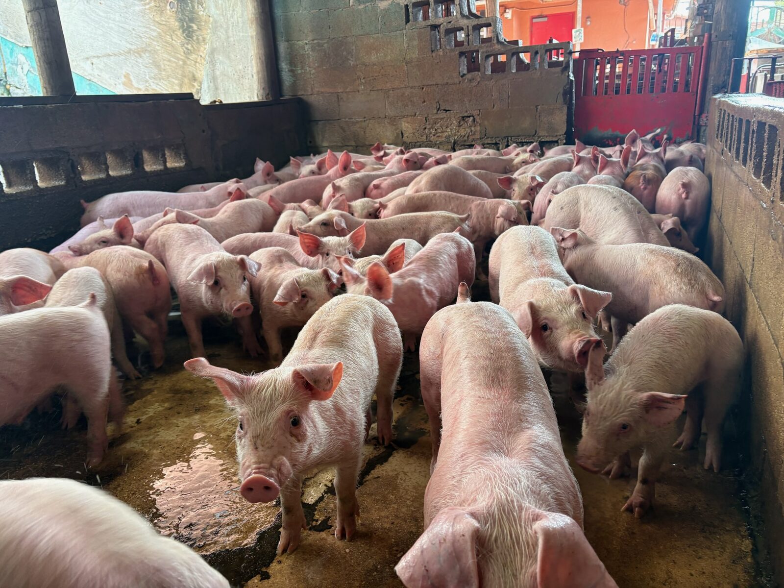 Livestock at Mary's Ranch farm