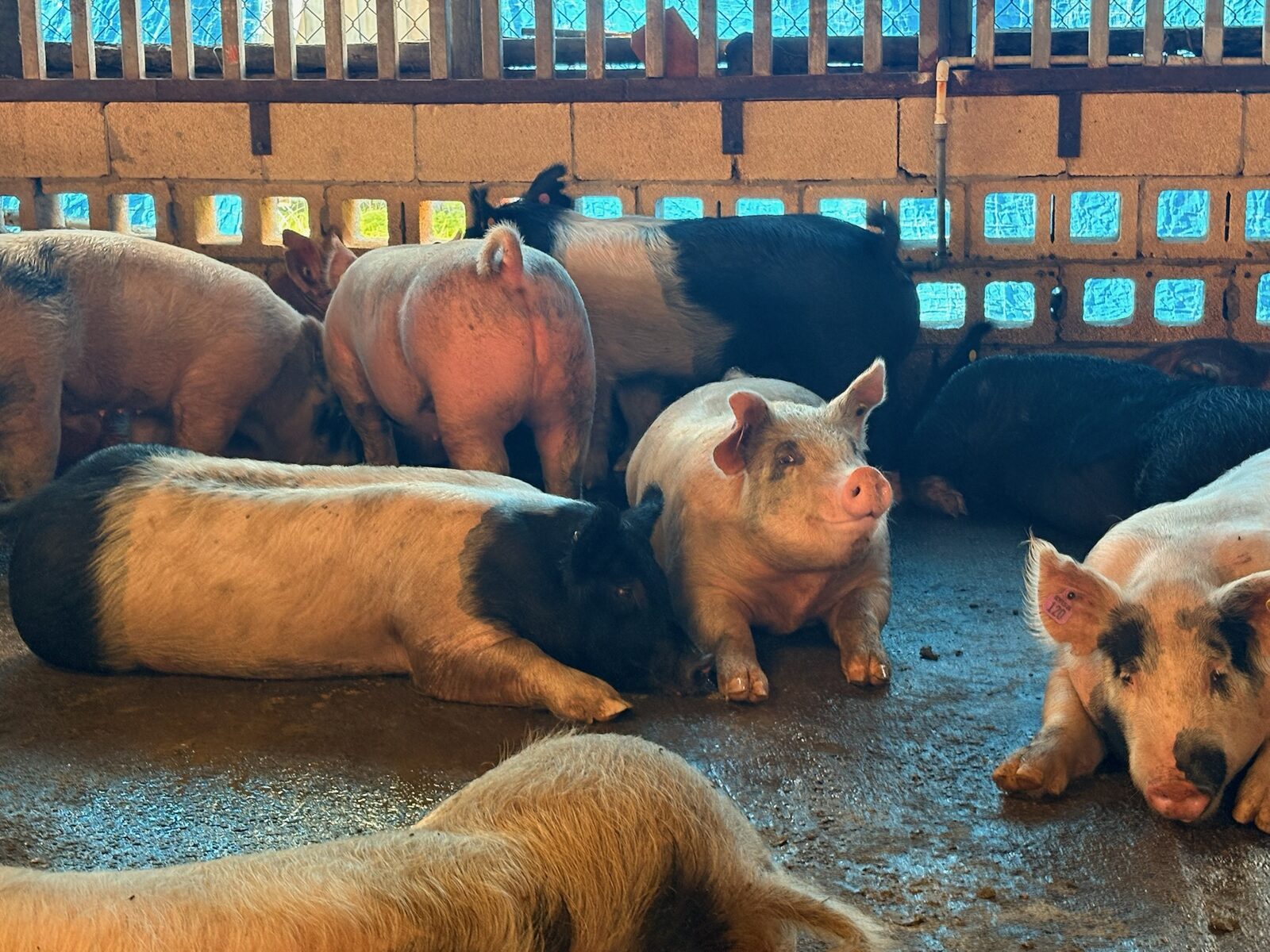 Livestock resting in the pen at Mary's Ranch
